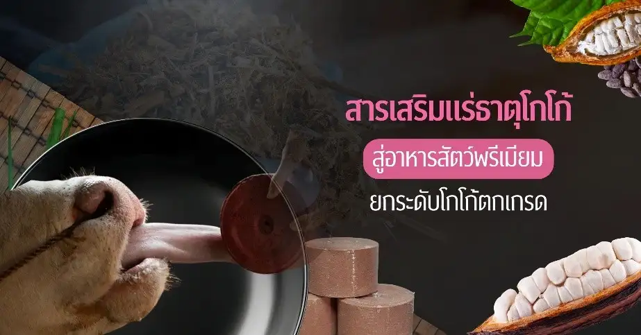 วัวอารมณ์ดี เกษตรกรมีรายได้ ด้วย “สารเสริมแร่ธาตุจากโกโก้” ผลงานนักวิจัยจุฬาฯ ยกระดับโกโก้ตกเกรด สู่อาหารสัตว์พรีเมียม